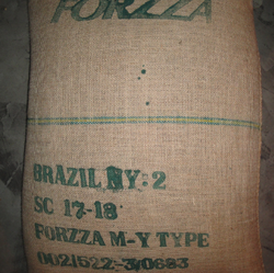 巴西 圣多斯 NY2 Sc-17/18 M-Y Forzza type-咖啡豆
