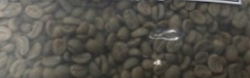 麝香猫咖啡生豆