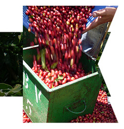 咖啡生豆 哥斯达黎加 康奥斯卡处理厂 卡图拉