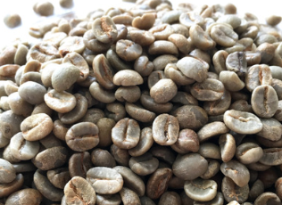 精选哥斯达黎加咖啡花园黄蜜处理咖啡生豆 