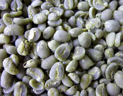 Sumatra Mandheling Coffee 蘇門答臘 曼持寧 咖啡生豆
