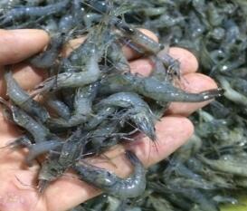 小青虾(Macrobranchium nipponense)