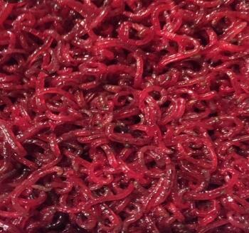 红虫（FRESH BLOOD WORMS）