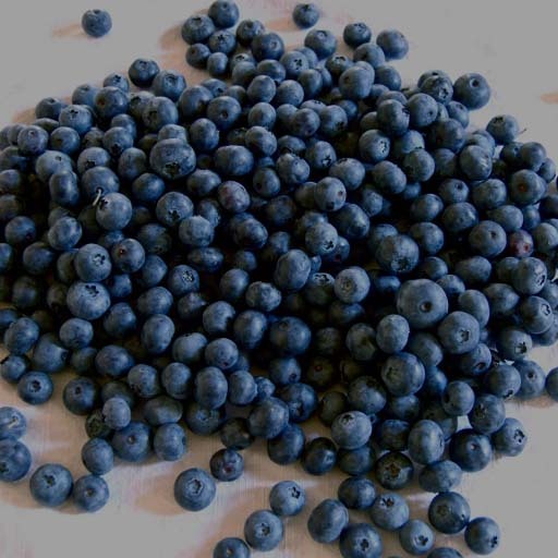 智利种植蓝莓