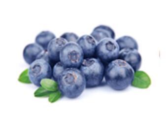 种植蓝莓