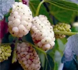 巴布果咖帕米尔桑葚