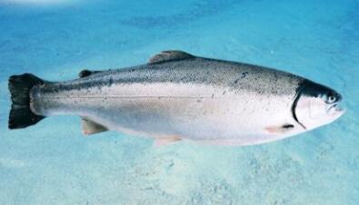 挪威空运冰鲜三文鱼