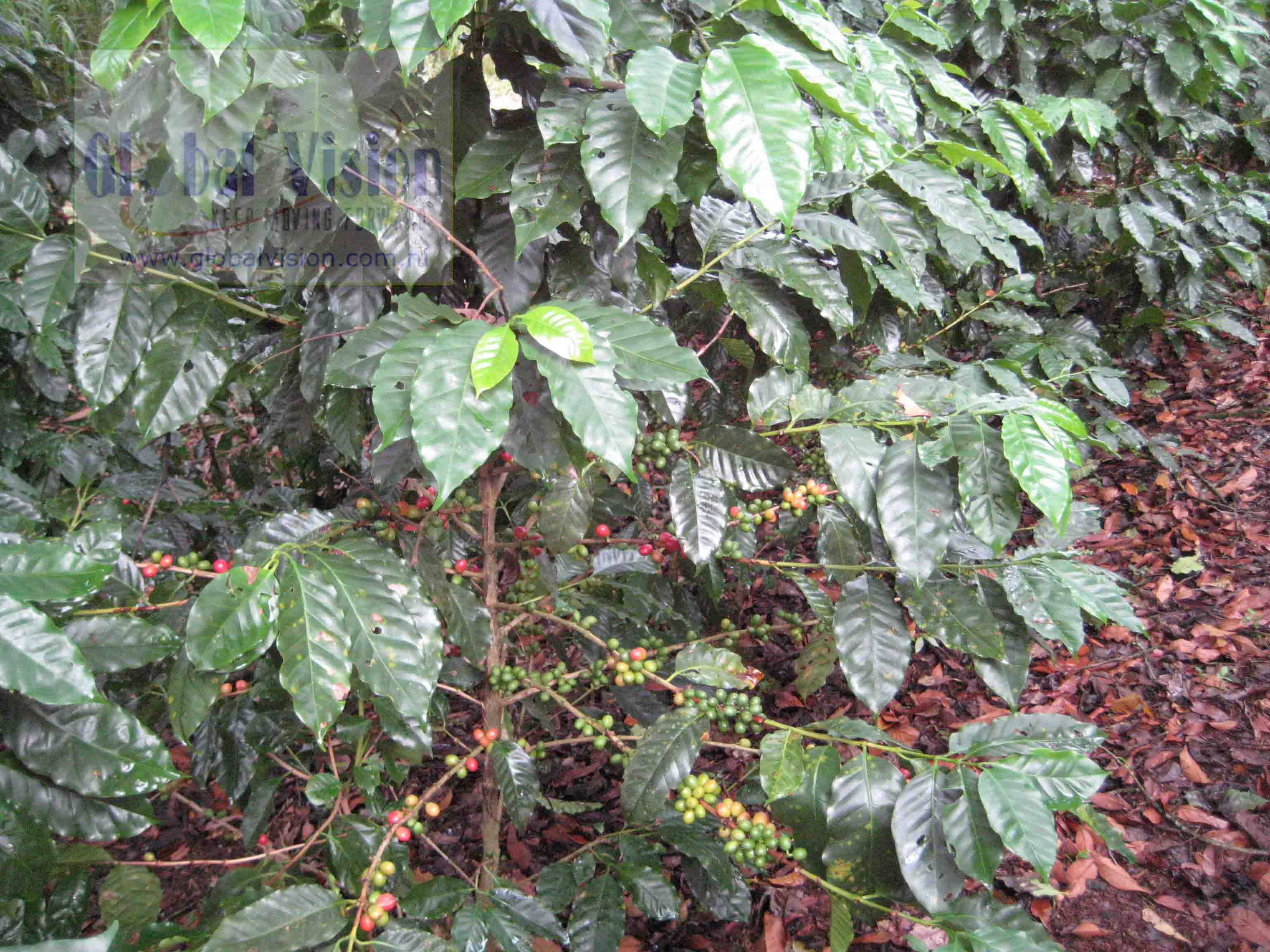 尼加拉瓜高海拔精品咖啡生豆－全水洗處理