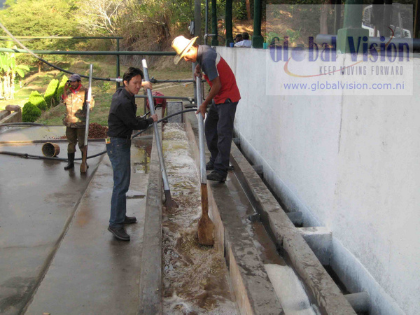 尼加拉瓜高海拔精品咖啡生豆－全水洗處理