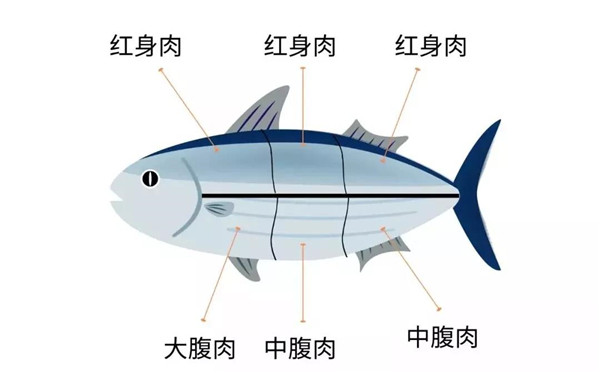 从火爆美剧看金枪鱼 日料店老板都要敬你三分