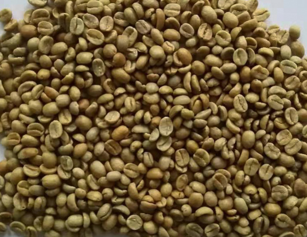 哥斯达黎加 塔拉珠 蜜处理