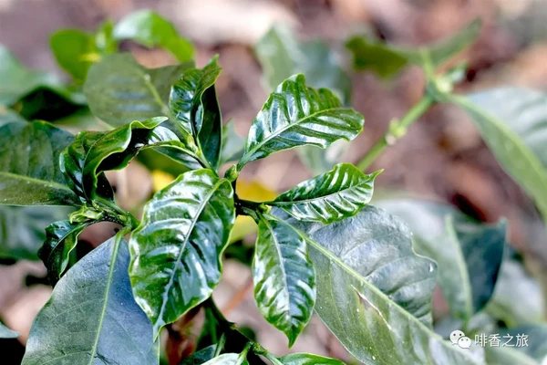 最新研究发现，一种单一的Super Parent（“超级父母”）植物孕育了所有的阿拉比卡种咖啡