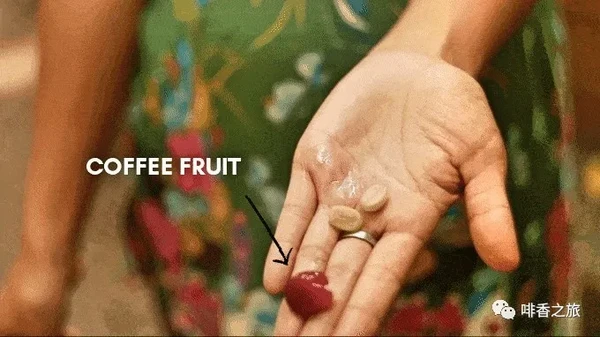 咖啡樱桃做的“能量棒”，让你拥有棒能量