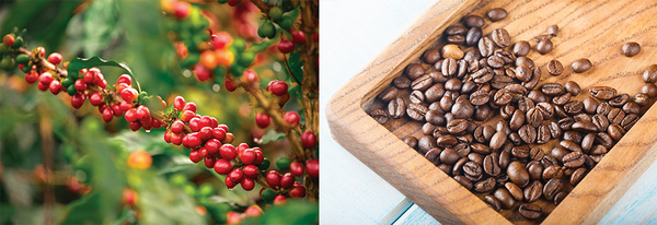 悠诗诗上岛咖啡（上海）有限公司