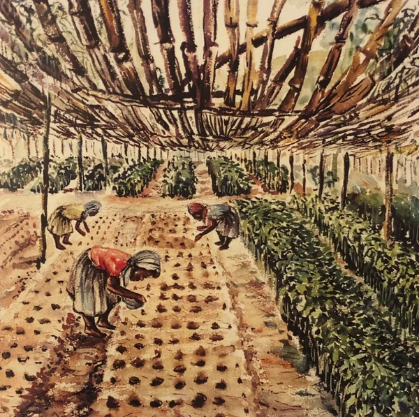 良久有回味，始觉甘如饴，牙买加蓝山咖啡的江湖传说。