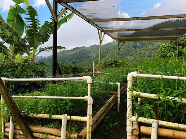 良久有回味，始觉甘如饴，牙买加蓝山咖啡的江湖传说。