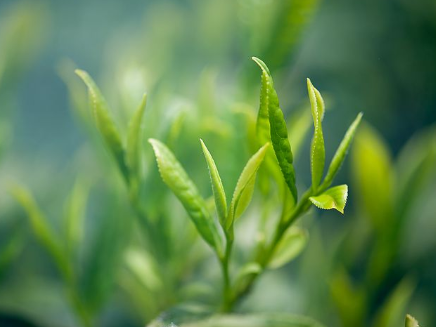 青梅绿茶让生活充满凉意，值得选择