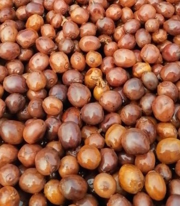 云南百媚生  咖啡生豆