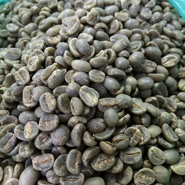 牙买加 克利夫顿庄园 蓝山 G1 水洗