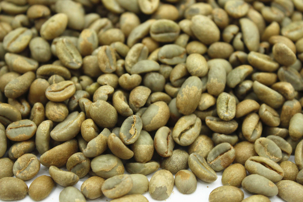 埃塞俄比亚狮子王G1日晒