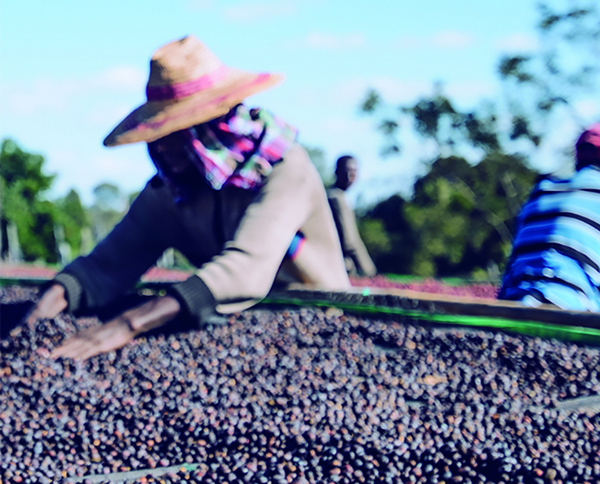 日晒科契尔果丁丁