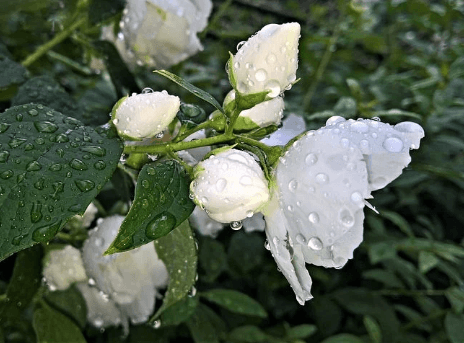 哪个牌子茉莉花茶最好喝呢