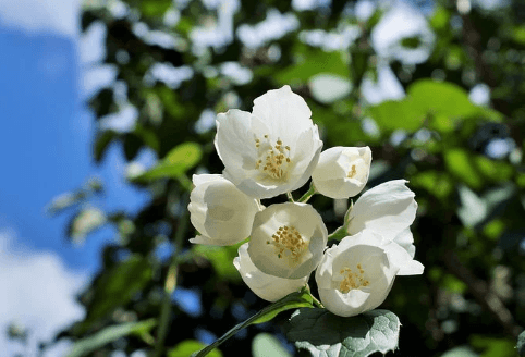 分享十大茉莉花茶品牌排行榜