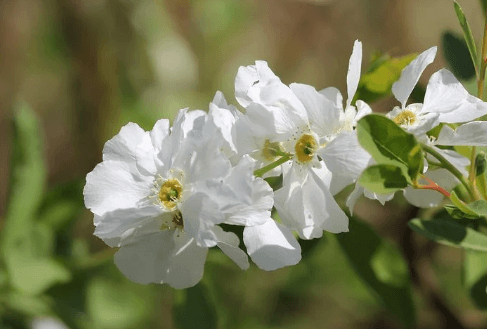 茉莉花茶哪个牌子好喝呢