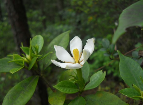 栀子花茶可以给我们带来哪些好处呢