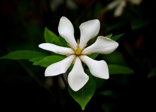 栀子花茶可以给我们带来哪些好处呢