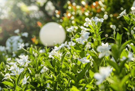 栀子茶哪个牌子好 你了解多少