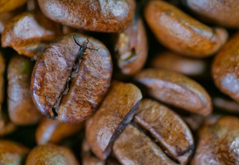 咖啡豆品牌排行榜介绍 哪些更好