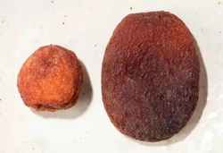 河北四方食品有限公司 杏干