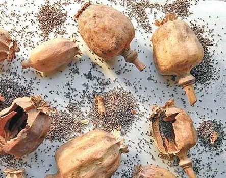 杭州星厨贸易有限公司 罂粟粉
