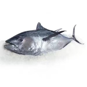 冰鮮藍(lán)鰭金槍魚