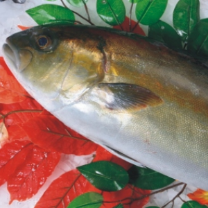 鮮鰤魚