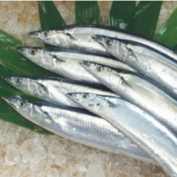 鮮秋刀魚(yú)