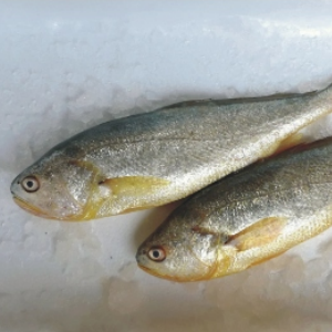 冰鮮大黃魚