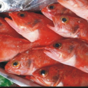 鮮紅虎頭魚