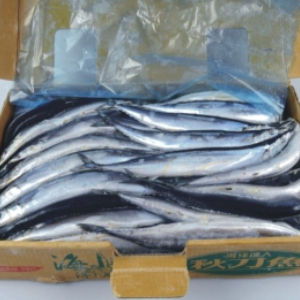 秋刀魚