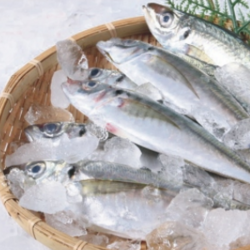 鮮竹莢魚(yú)