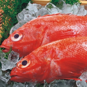 鮮金吉魚