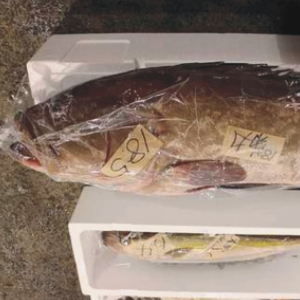 鮮石斑魚