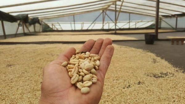 哥伦比亚 小溪庄园 瑰夏 低温乳酸发酵+水洗