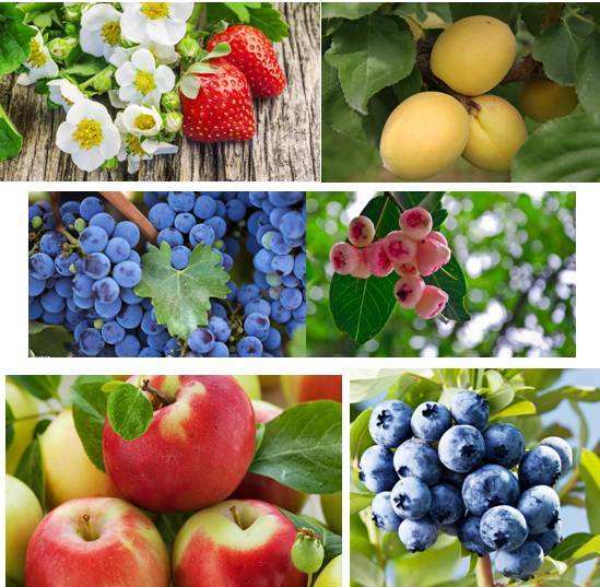 亚热带水果浓缩汁、浆