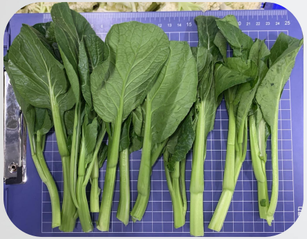 22城集團(tuán) 鮮切菜  菜心