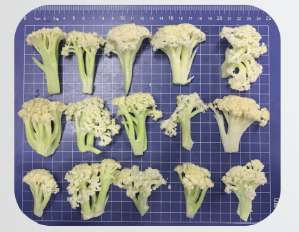 22城集團(tuán) 鮮切菜  花菜