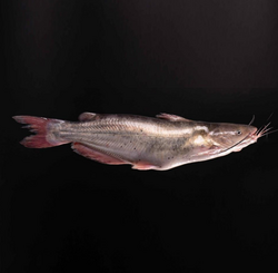 原條清江魚