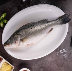 原條海鱸魚