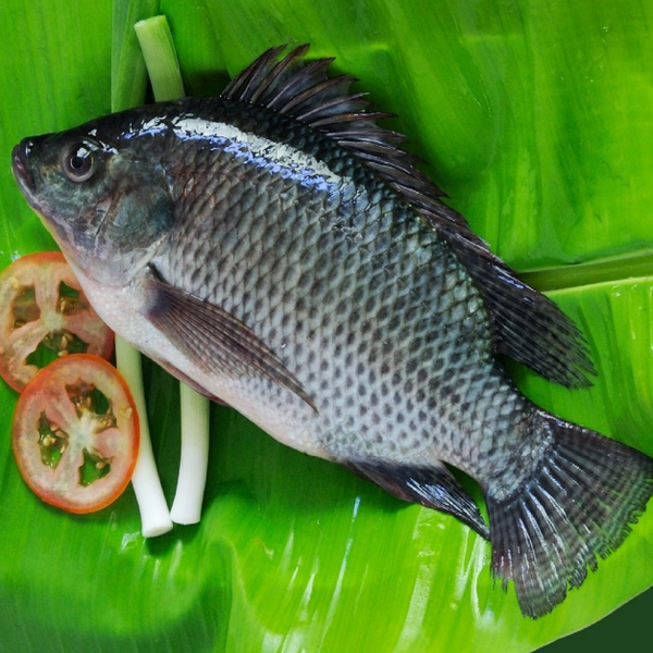 原條鯛魚
